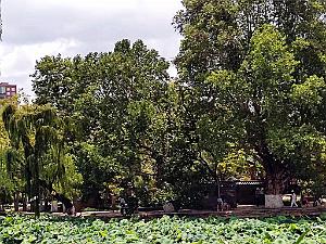 Kunming - Parc Cuihu - 47